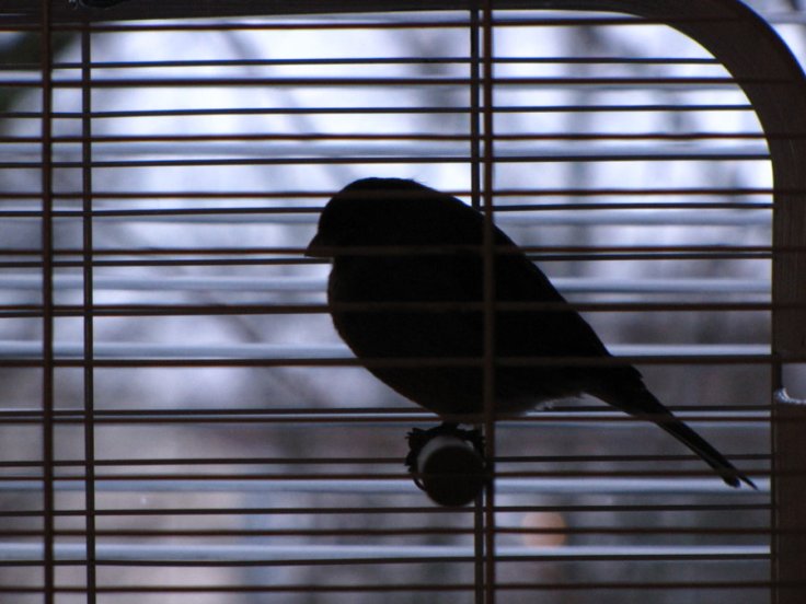 bird_in_the_cage_by_dopolga